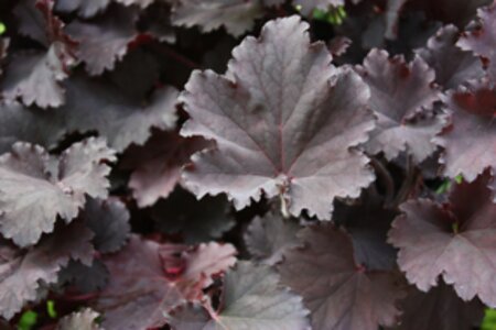 Heuchera 'Binoche' C2 - afbeelding 3