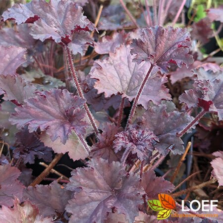 Heuchera 'Binoche' C2 - afbeelding 2