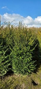 Taxus baccata 40/50 C. Bol - afbeelding 16