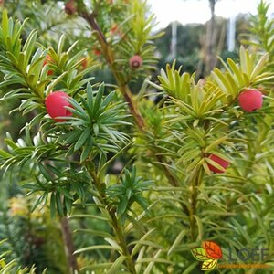 Taxus baccata 40/50 C. Bol - afbeelding 1