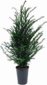 Taxus baccata 40/50 C. Bol - afbeelding 14