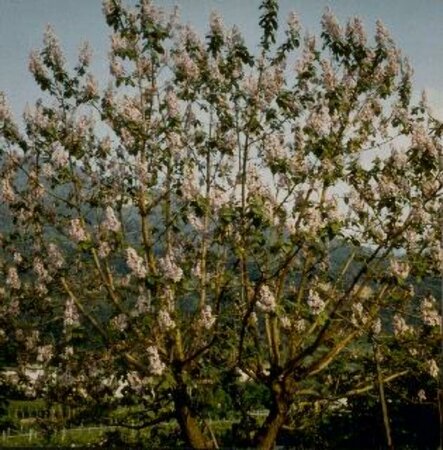 Paulownia tomentosa 12-14 C. - afbeelding 1