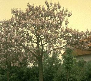 Paulownia tomentosa 12-14 C. - afbeelding 2