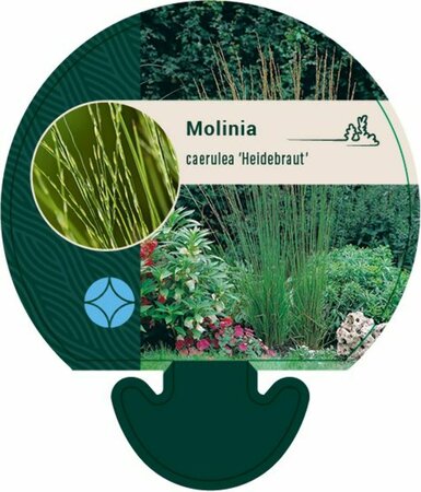 Molinia caerulea 'Heidebraut' P9 - afbeelding 1