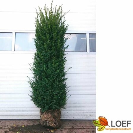 Taxus baccata 100/125 KL. - afbeelding 16