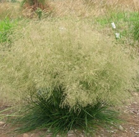 Deschampsia cespitosa 'Goldtau' P9 - afbeelding 2