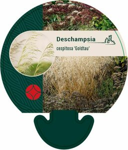 Deschampsia cespitosa 'Goldtau' P9 - afbeelding 4