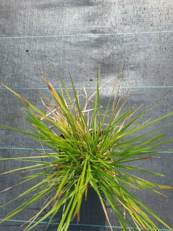 Deschampsia cespitosa 'Goldtau' P9 - afbeelding 1