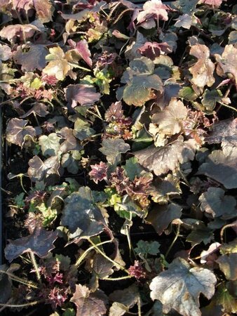 Heuchera micrantha 'Palace Purple' P9 - afbeelding 4