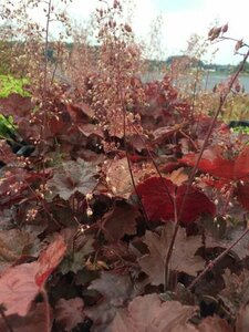 Heuchera micrantha 'Palace Purple' P9 - afbeelding 7