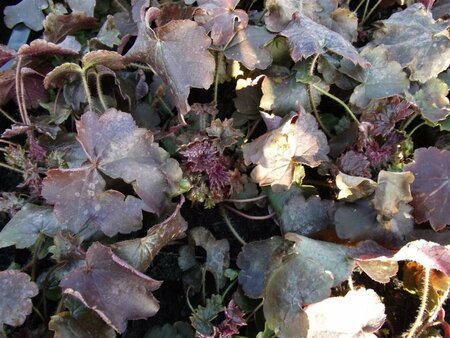 Heuchera micrantha 'Palace Purple' P9 - afbeelding 5