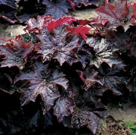 Heuchera micrantha 'Palace Purple' P9 - afbeelding 6