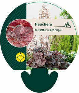 Heuchera micrantha 'Palace Purple' P9 - afbeelding 2