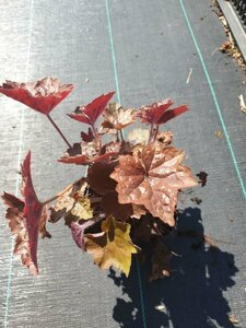 Heuchera micrantha 'Palace Purple' P9 - afbeelding 1