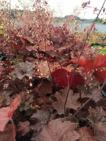 Heuchera micrantha 'Palace Purple' P9 - afbeelding 8