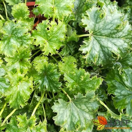 Heuchera 'Apple Crisp' C2 - afbeelding 1