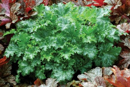 Heuchera 'Apple Crisp' C2 - afbeelding 2