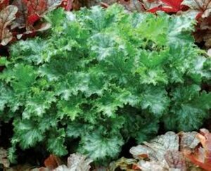 Heuchera 'Apple Crisp' C2 - afbeelding 3