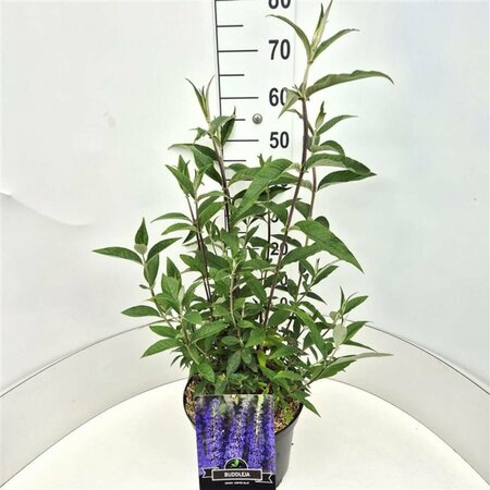 Buddleja davidii 'Empire Blue' C2 - afbeelding 4