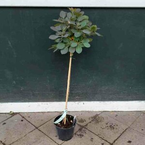 Cotinus coggrygia 'Royal Purple' 125/150 KL. - afbeelding 5