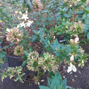 Abelia grandiflora 20/25 C. - afbeelding 1