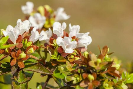 Abelia grandiflora 20/25 C. - afbeelding 2