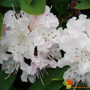 Rhododendron 'Cunningham's White' 60/80 KL. - afbeelding 4