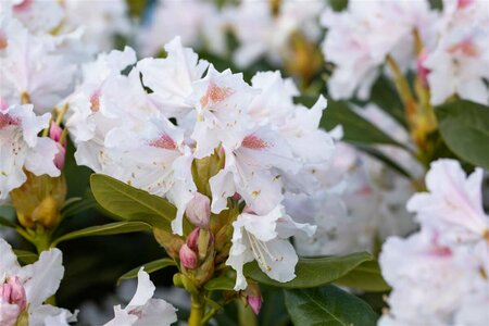 Rhododendron 'Cunningham's White' 60/80 KL. - afbeelding 7