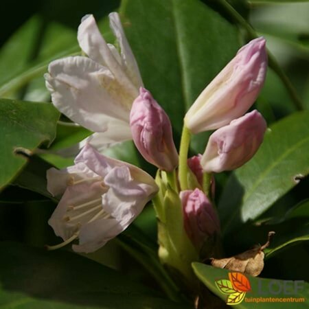 Rhododendron 'Cunningham's White' 60/80 KL. - afbeelding 5