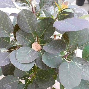 Cotinus coggrygia 'Royal Purple' 30/40 C. - afbeelding 3