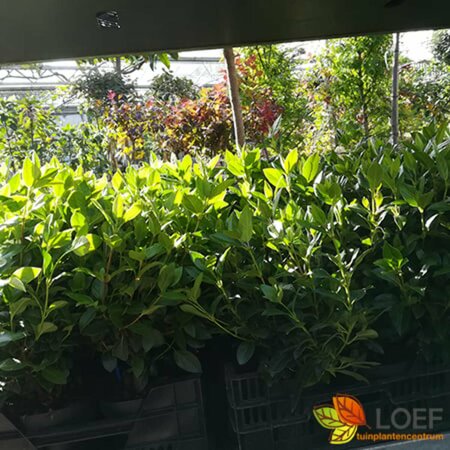Viburnum tinus 60/80 C. - afbeelding 4