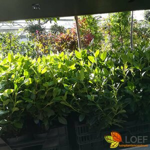 Viburnum tinus 60/80 C. - afbeelding 4