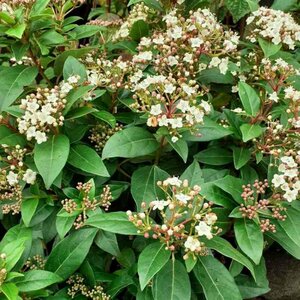 Viburnum tinus 60/80 C. - afbeelding 6