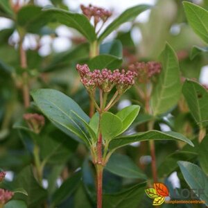 Viburnum tinus 60/80 C. - afbeelding 1
