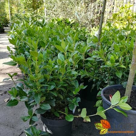 Viburnum tinus 60/80 C. - afbeelding 5