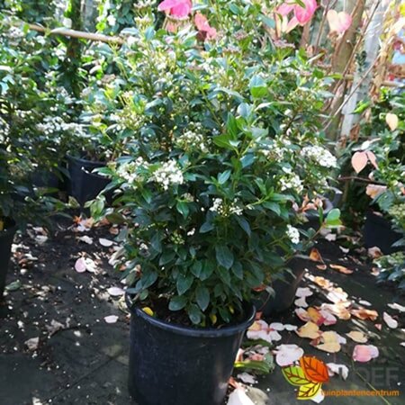 Viburnum tinus 60/80 C. - afbeelding 3