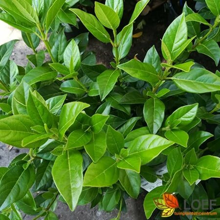 Viburnum tinus 60/80 C. - afbeelding 2