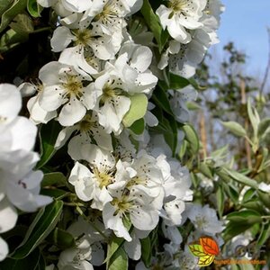 Pyrus communis 'Clapp's Favourite' ST. 120 C. - afbeelding 2