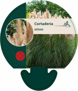 Cortaderia selloana C2 - afbeelding 2