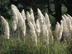 Cortaderia selloana C2 - afbeelding 3