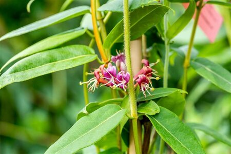 Lonicera henryi 150/175 C.