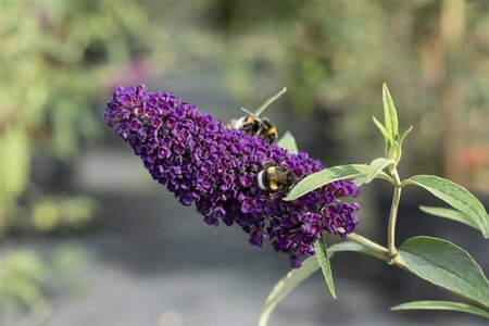 Buddleja davidii 'Black Knight' C2 - afbeelding 1