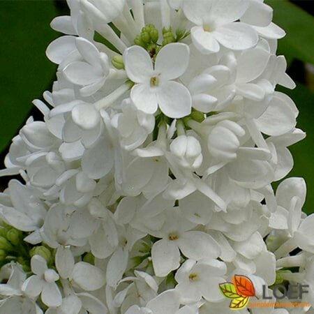 Syringa vulgaris 'Mme Lemoine' 100/125 KL. - afbeelding 1