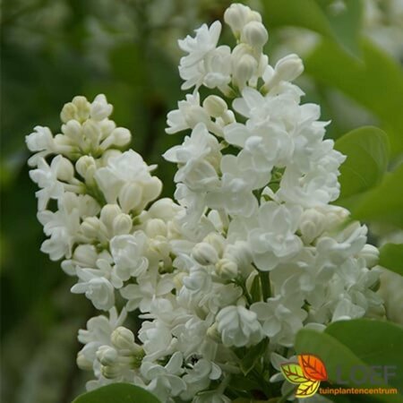 Syringa vulgaris 'Mme Lemoine' 100/125 KL. - afbeelding 2