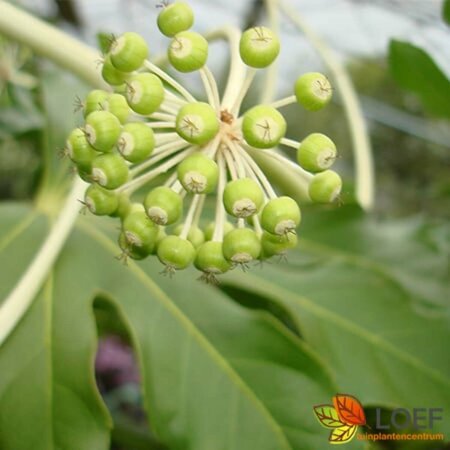 Fatsia japonica 60/80 C. - afbeelding 2