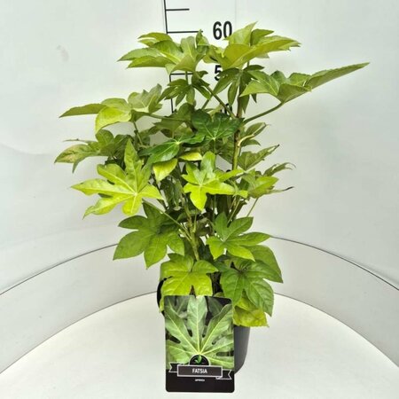 Fatsia japonica 60/80 C. - afbeelding 4