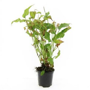 Persicaria amplexicaulis C1.5 - afbeelding 4