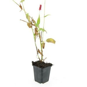 Persicaria amplexicaulis C1.5 - afbeelding 8