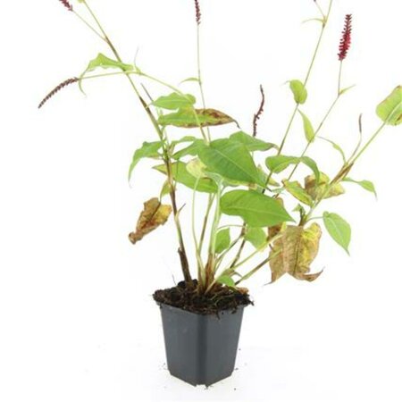 Persicaria amplexicaulis C1.5 - afbeelding 7