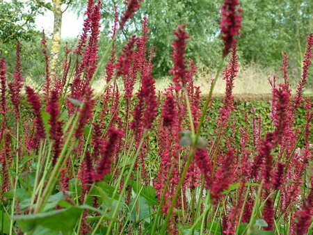 Persicaria amplexicaulis C1.5 - afbeelding 11